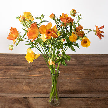Monoah Orange Butterfly Ranunculus Wholesale Flower In a vase