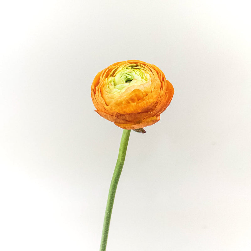 Ranunculus Orange Flower Stem