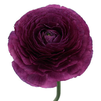 Ranunculus Purpleberry Italian Cloony Flower Stem