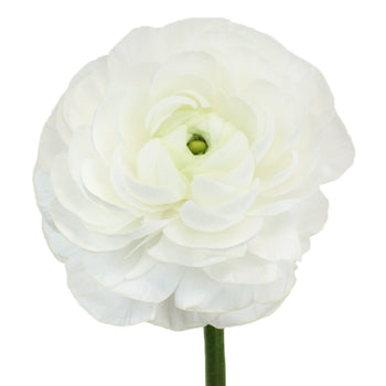Ranunculus White Italian Cloony Flower Stem