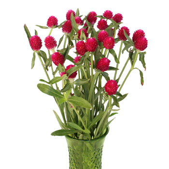 Raspberry Quartz Globosa Gomphrena Flower