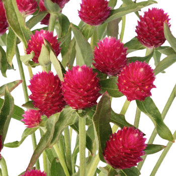 Raspberry Quartz Globosa Gomphrena Flower