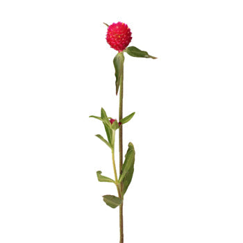 Raspberry Quartz Globosa Gomphrena Flower