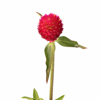 Raspberry Quartz Globosa Gomphrena Flower