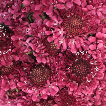 Rosy Cheeks Scabiosa Flower