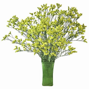 Lemon Lime Airbrushed Limonium