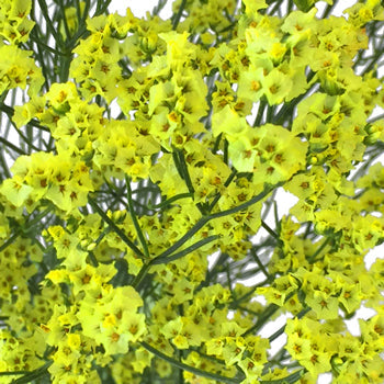 Lemon Lime Airbrushed Limonium