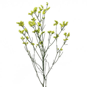 Lemon Lime Airbrushed Limonium