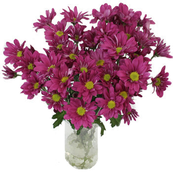 Purpleberry Daisy Flower