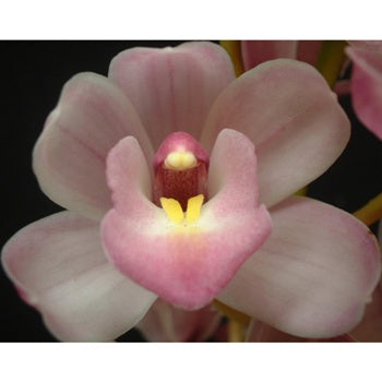Mini Cymbidium Orchids Lovely