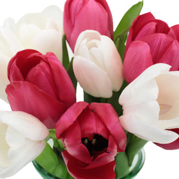 Love Pack Bulk Tulip Flowers