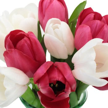 Valentine\'s Love Tulip Special