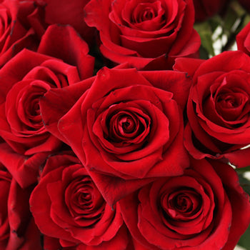 Red Devotion Rose