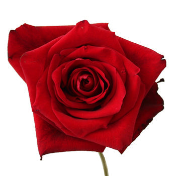 Red Devotion Rose