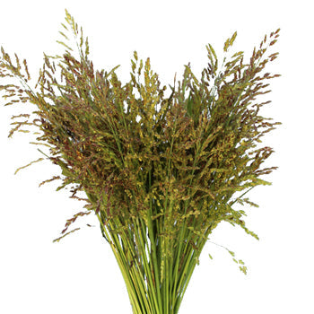 Wholesale greenery fresh red garnet bead millet sold as bulk near me