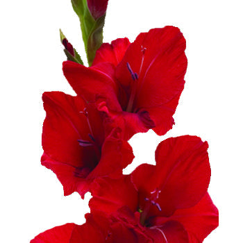 Gladiolus Red Flower