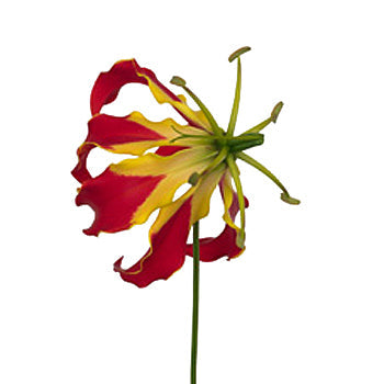 Red Gloriosa Lilies