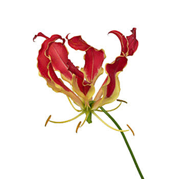 Red Gloriosa Lilies