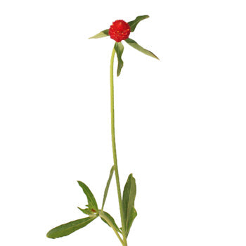 Red Gomphrena Wholesale Flowers
