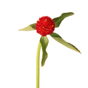 Red Gomphrena Wholesale Flowers