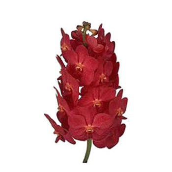 Vanda Orchids Red Magic