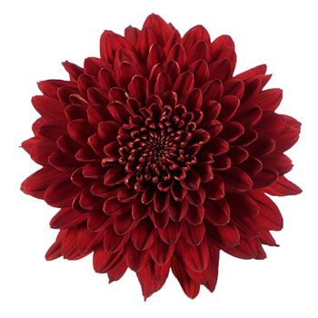 Bolero Red Cremon Flower