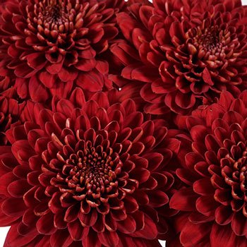 Bolero Red Cremon Flower