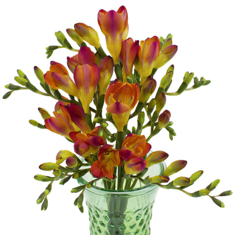 Flaming Red Freesia Flower