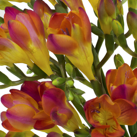 Flaming Red Freesia Flower