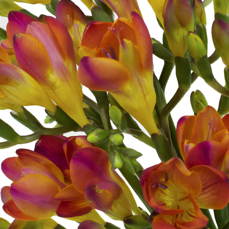 Flaming Red Freesia Flower