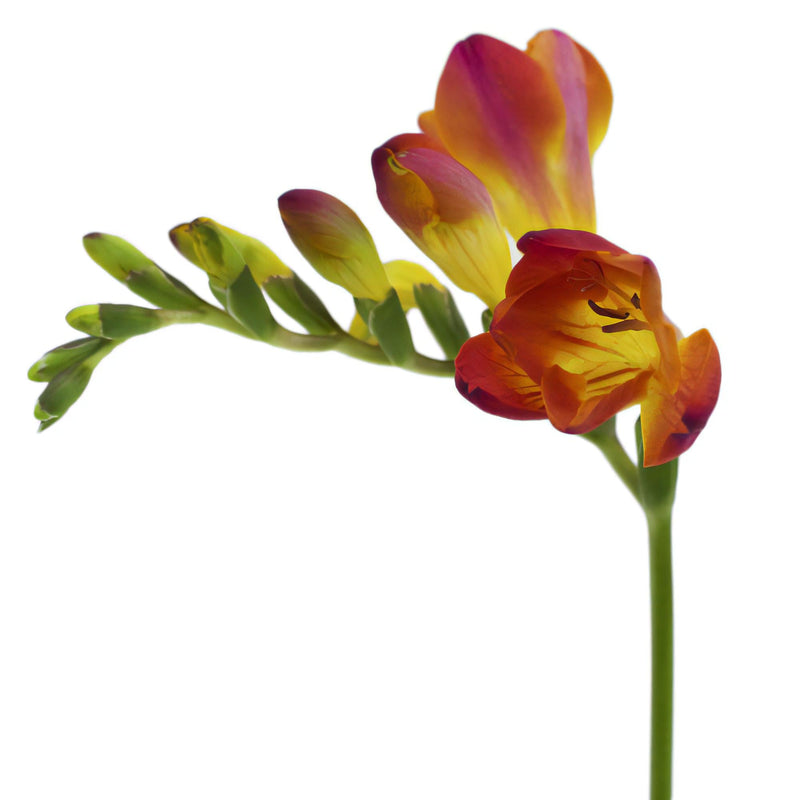 Flaming Red Freesia Flower