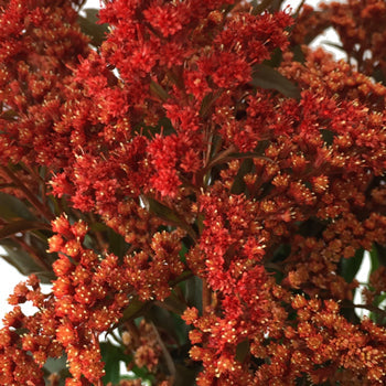 Enhanced Red Estelle Filler Flower