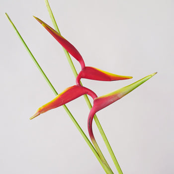 Scarlet Macaw Tropical Flowers