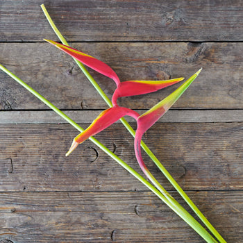 Scarlet Macaw Tropical Flowers