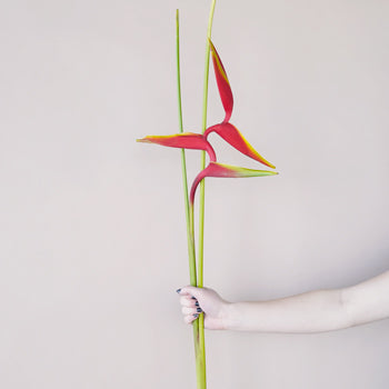 Scarlet Macaw Tropical Flowers