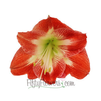 Candy Cane Amaryllis Red and White Flower