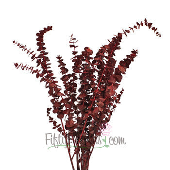Red Baby Blue Eucalyptus Wholesale