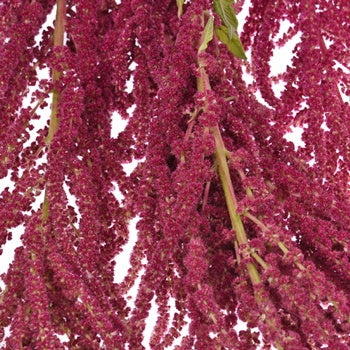 Red Hanging Amaranthus Fresh Autumn Greens