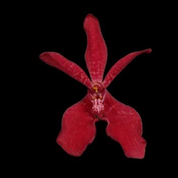Red Azacoff Mokara Orchids Red Flower