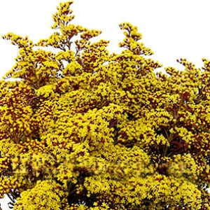 Burnt Umber Solidago Enhanced Flower