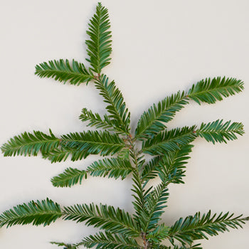 Wedding greenery California redwood winter filler flowers sold near me