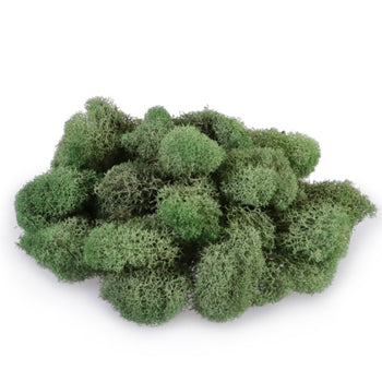 Basil Reindeer Moss