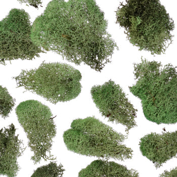 Basil Reindeer Moss