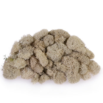 Natural Reindeer Moss