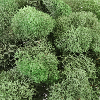 Basil Reindeer Moss