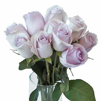 Delicate Pink Rose