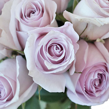 Delicate Pink Rose