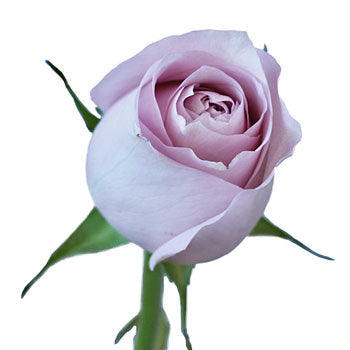 Delicate Pink Rose