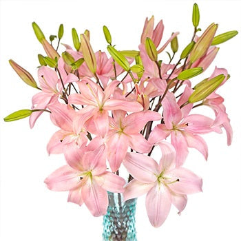 Light Pink Asiatic Lily