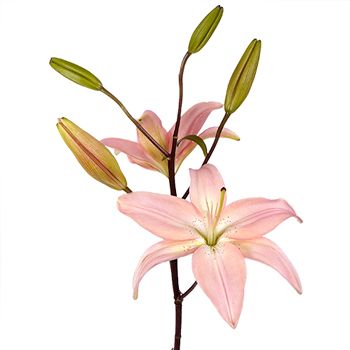 Light Pink Asiatic Lily